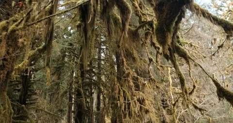 Walk under moss covered branches Stock Footage 125588450