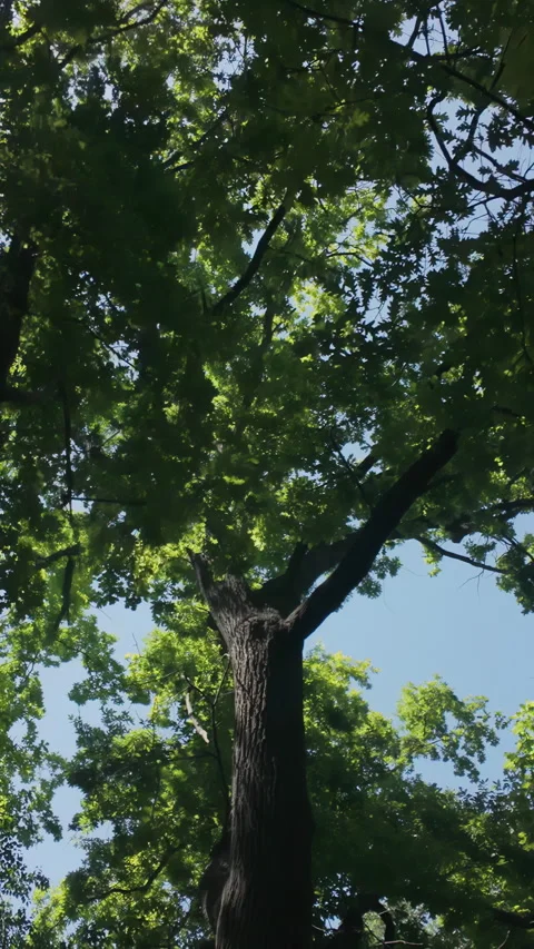 Walk under oak trees, sunlight shining through thick foliage, backlit by sun, 스톡 동영상 333925833