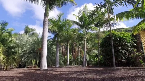 Walk under palm trees. Gran Canary. Spain Stock Footage 69724994