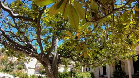 Walk under tree in garden of Pacific House Museum in Monterey, California Stock Footage 143431730