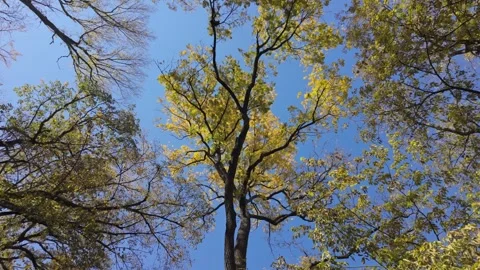 Walk under trees changing colors Stock Footage 290044779