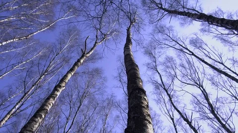 Walk under the trees, crowns of trees without leaves against the blue sky Stock Footage 127847053