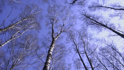 Walk under the trees, crowns of trees without leaves against the blue sky Stock Footage 127847520
