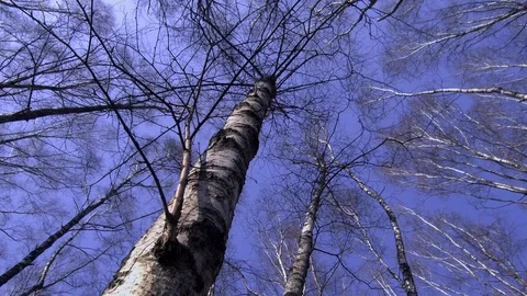 Walk under the trees, crowns of trees without leaves against the blue sky Stock Footage 127848378
