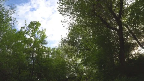 Walk under the trees in the Park Stock Footage 76008299