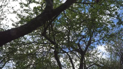 Walk under the trees in the Park Stock Footage 76009017