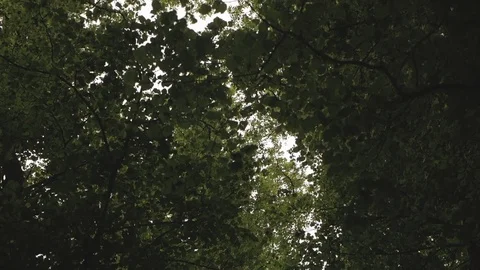 Walk under Treetops bottom view. Stock Footage 112697844
