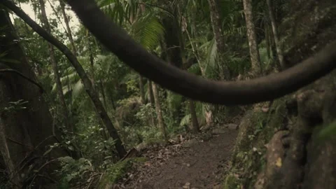 Walk Under Vine in Mountain Forest Stock Footage 145886464