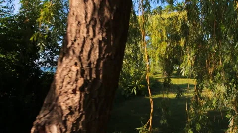 Walk Under the Willow Tree Stock Footage 57730110
