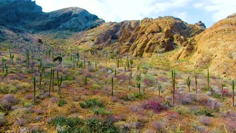 Walk in the valley of cactus Stock Footage 153398546