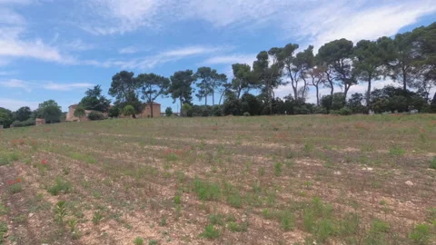 Walk with a video camera through the fields in Provence. Slow motion. France Stock Footage 97498411