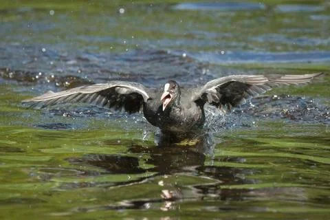 Walk on water Stock Photos