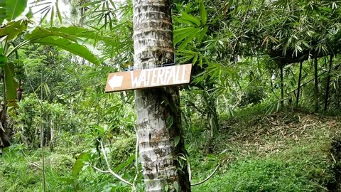 Walk to the waterfall along the path in the rainforest. Stock Footage 73637944