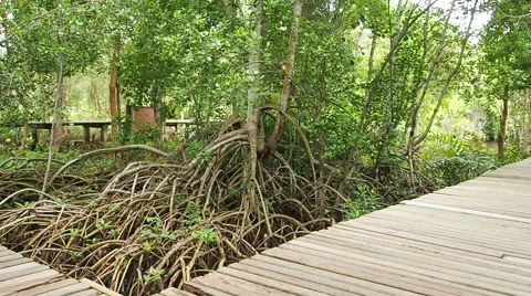 Walk way in mangroves forest, camera panning. Stock Footage 57486835