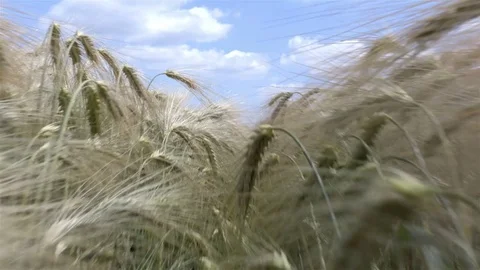 Walk in the wheat field summer time with the sky on the background Stock Footage 76888556