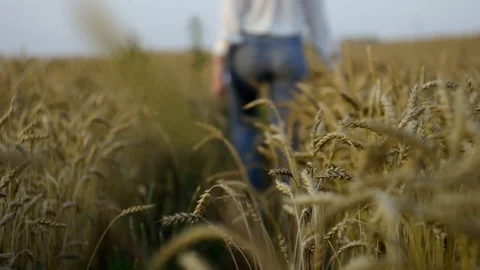 Walk in wheat Stock Footage