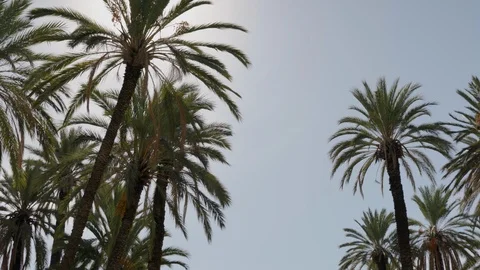 Walk in wild date palm forest. Lens flare Canopy palm treetops looking upward 4K Video stock 124255540