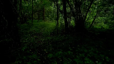 Walk in the wild forest Stock Footage