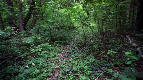 Walk in the wild forest Stock Footage 77540589