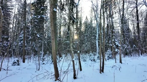 A walk in the winter coniferous forest. The sun through the branches 스톡 동영상 305293388