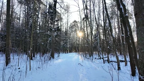 A walk in the winter coniferous forest. The sun through the branches Stock Footage 305293547