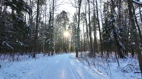 A walk in the winter coniferous forest. The sun through the branches 스톡 동영상 305293581