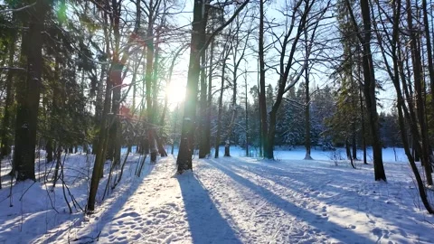 A walk in the winter coniferous forest. The sun through the branches Stock-Footage 305293583
