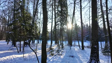 A walk in the winter coniferous forest. The sun through the branches 스톡 동영상 305293712
