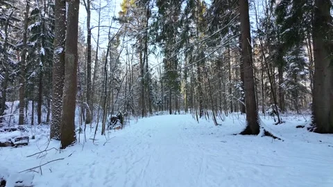 A walk in the winter coniferous forest. The sun through the branches Stock Footage 305293759