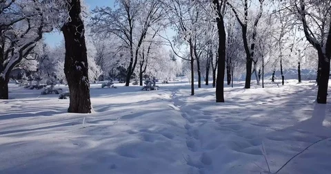 Walk in the winter forest covered with snow Stock Footage 101787699