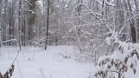 Walk in the winter forest. Video stock 71377311