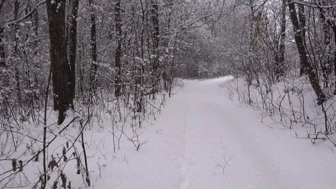 Walk in the winter forest. 스톡 동영상 99439300