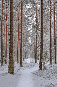Walk in winter forest Stock Photos