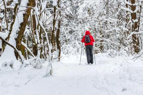 Walk in the winter forest Stock Photos