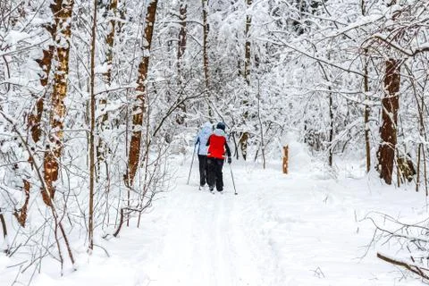 Walk in the winter forest Stock Photos