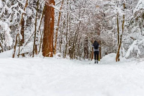 Walk in the winter forest Stock Photos