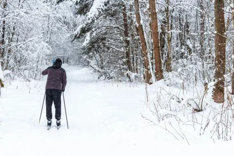 Walk in the winter forest Stock-Fotos