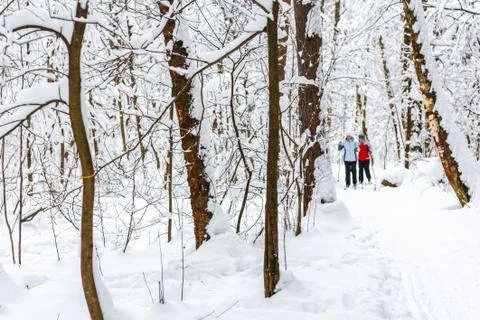 Walk in the winter forest Stock Photos