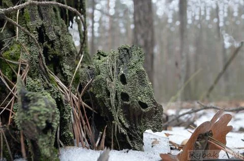 Walk in the winter forest Foto stock