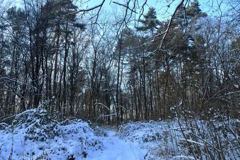 Walk in the winter forest on a sunny day. Stock Photos