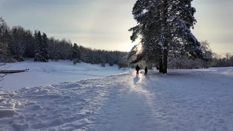 Walk in the winter park. Slowmotion Video stock 336741373