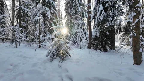 Walk in the winter park. Slowmotion Video stock 336741431