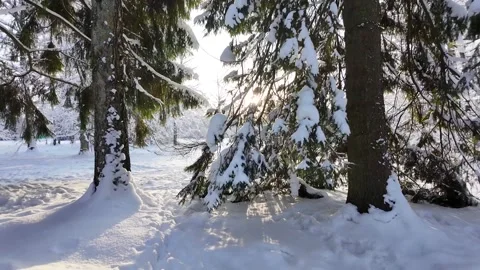 Walk in the winter park. Slowmotion Video stock 336741453