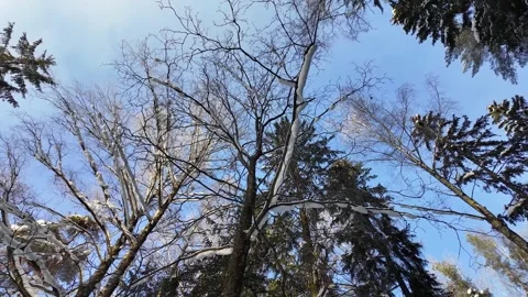 A walk in the winter snow park. Slowmotion Stock-Footage 336023545