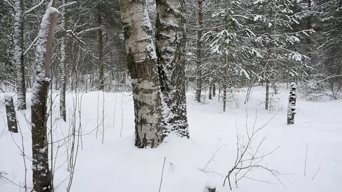 Walk in the winter snowy forest Vídeos de archivo 72329432
