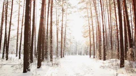 A Walk in the Winter Woods Video stock 44892112