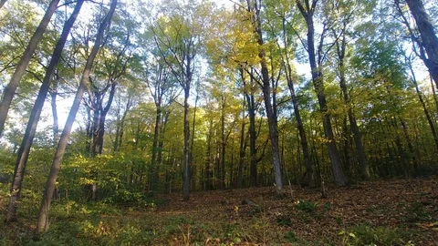 Walk within forest in the fall in Canada conservation natural reserve Vidéo 92658390