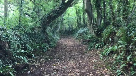 A walk in the woods - 4K Stock Footage 116473992