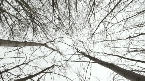 Walk in the woods, crowns of trees without leaves Stock Footage 149683135