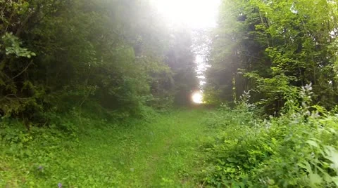 Walk in the woods Stock Footage 12023699